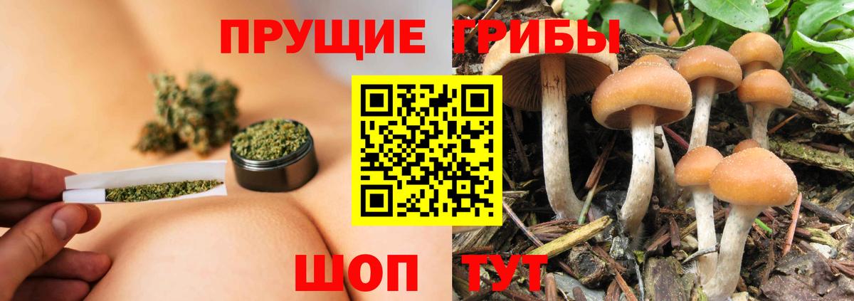 Псилоцибиновые грибы Psilocybe Белорецк